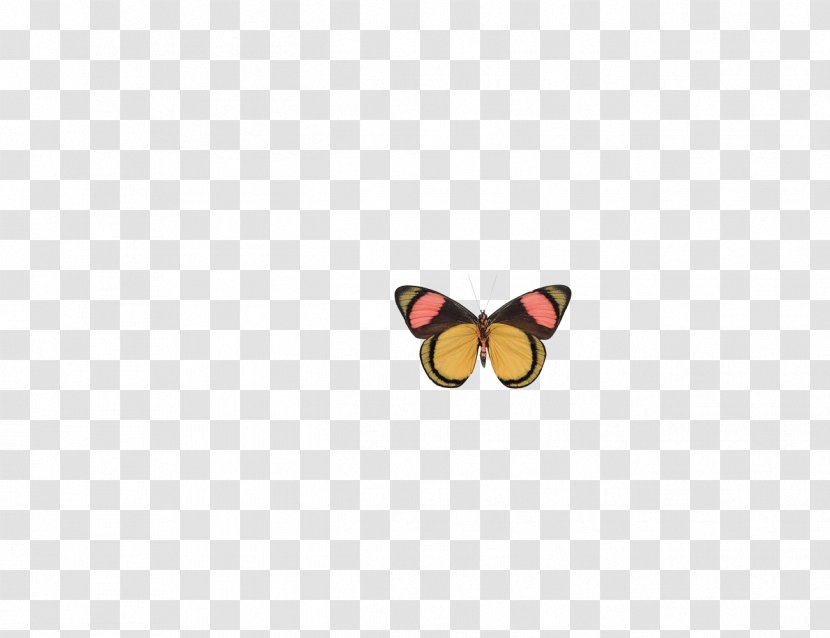 Butterfly Truth Pattern - Moths And Butterflies Transparent PNG