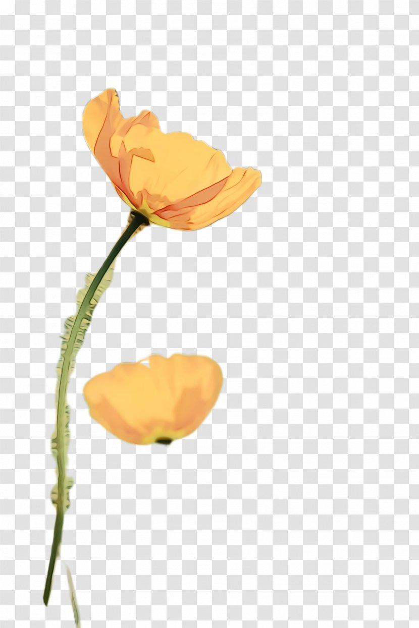 Floral Flower Background - Flora - Wildflower Pedicel Transparent PNG