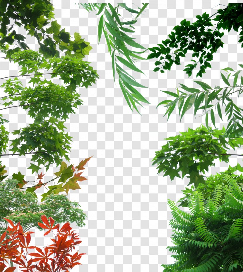 Tree Icon - Raster Graphics - Creative Background Green Trees Transparent PNG