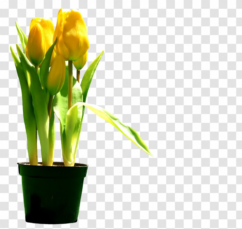 Tulip Cut Flowers Floral Design Plant Stem - Landscape Transparent PNG