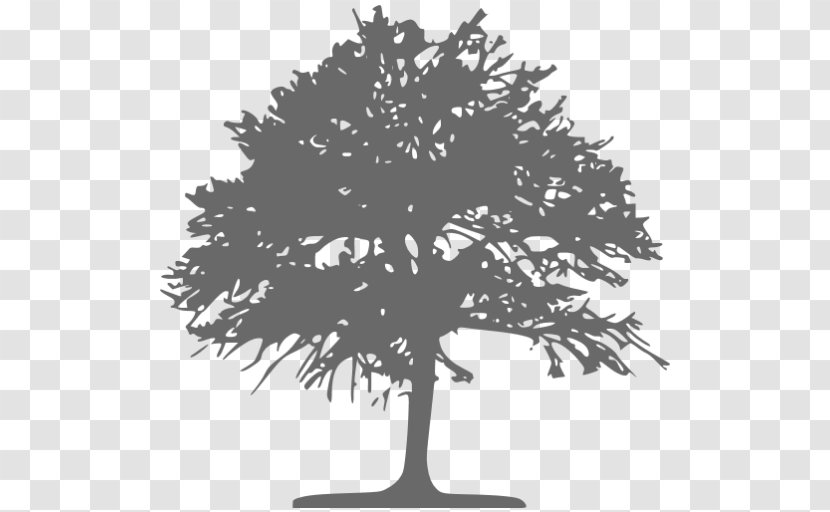 Tree Quercus Grisea La Vista Ecological Learning Center Clip Art - Black And White Transparent PNG