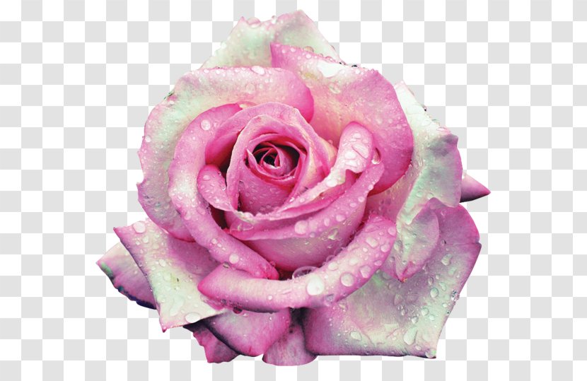 Garden Roses Centifolia Floribunda Pink Beach Rose - Order - Flower Transparent PNG