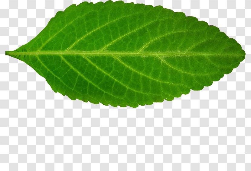 Perilla Leaf - Copynumber Variation Transparent PNG