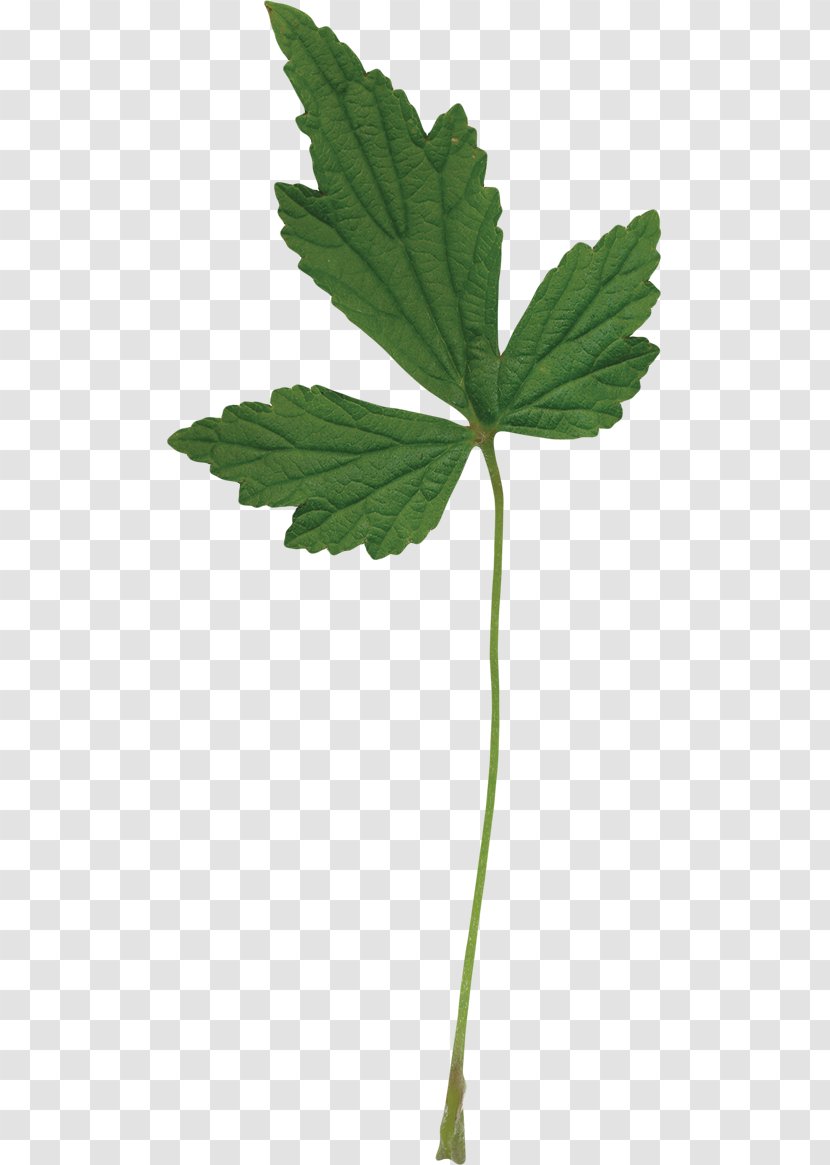 Leaf Hemp Plant Stem Tree Cannabis - Green Leaves Transparent PNG