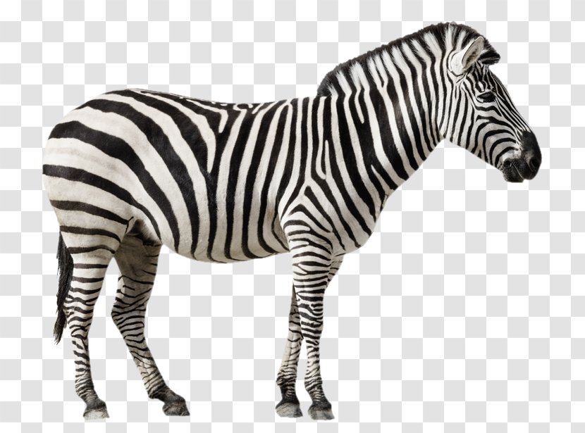 Grant's Zebra Stock Photography Royalty-free Stock.xchng - Vertebrate - Sei Background Transparent PNG