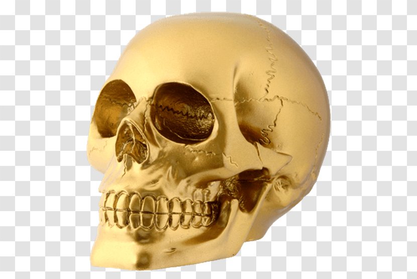 Skull Human Skeleton Head - Figurine Transparent PNG