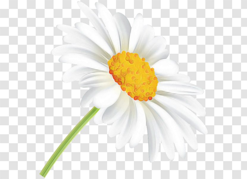 Daisy - Chamomile - Gerbera Camomile Transparent PNG