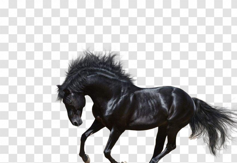 Arabian Horse Andalusian Trakehner American Quarter Stallion - Mane - Pentium Transparent PNG