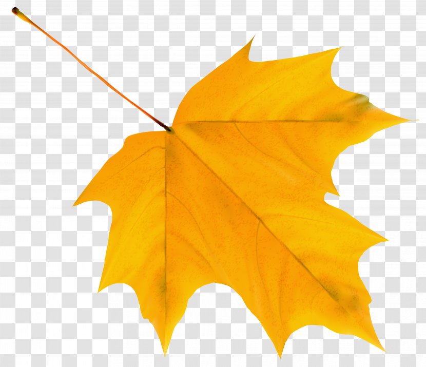 Autumn Leaf Color Clip Art - Yellow - Leaves Transparent PNG