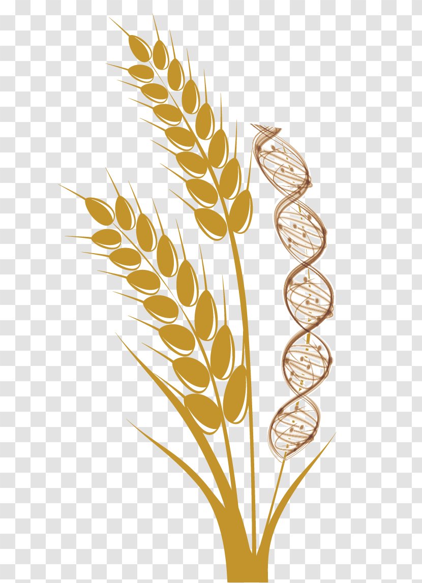 Emmer Common Wheat Cereal Ear Harvest Transparent PNG