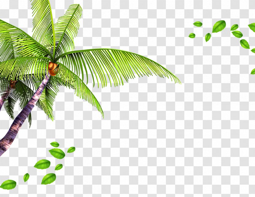 Template Beach - Poster - Coconut Palm Leaves Background Transparent PNG