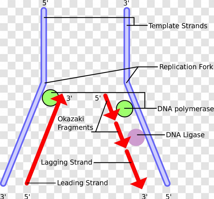 DNA Replication Okazaki Fragments Polymerase Telomere Primer - Point - Chromosome Transparent PNG