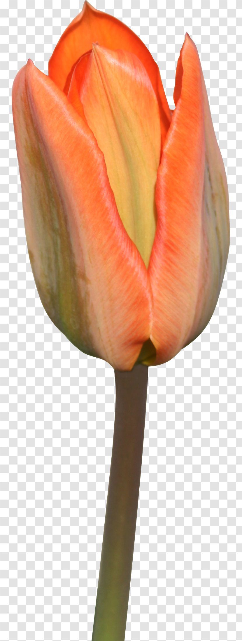 Tulip Cut Flowers Plant Liliaceae - Tulips Transparent PNG