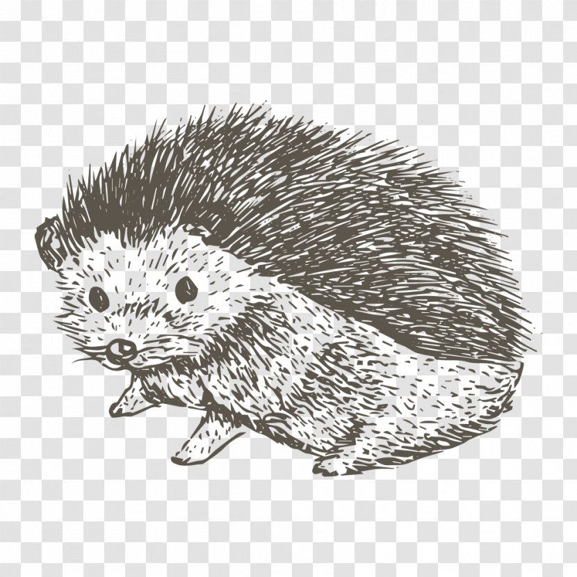 Drawing T-shirt - Rodent - Sketch Hedgehog Transparent PNG