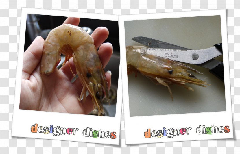 Animal Source Foods Seafood Fauna Decapoda Organism - Prawn Transparent PNG