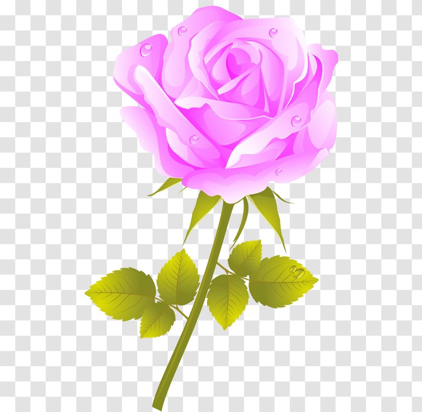 Garden Roses Cabbage Rose Flower - Bud - World Wide Web Transparent PNG