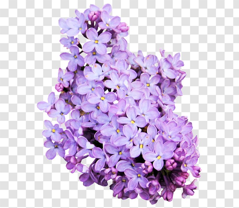 Lavender Purple Flower Color Violet Transparent PNG