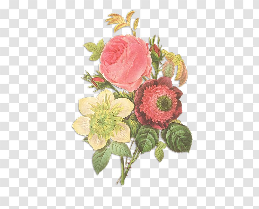 Flowers Pierre-Joseph Redouté (1759-1840) Rose Drawing - Painting Transparent PNG
