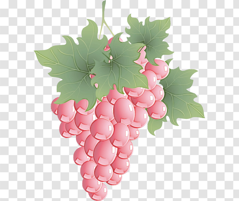 Grape Grape Leaves Seedless Fruit Grapevine Family Leaf Transparent PNG