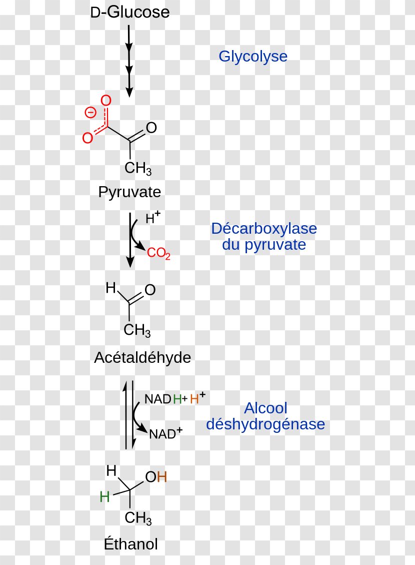 Ethanol Fermentation Glycolysis Alcohol - Area - Sugar Transparent PNG