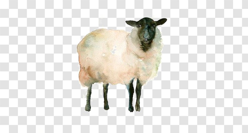 Icelandic Sheep Watercolor Painting Drawing Goat Sketch - Pencil Transparent PNG