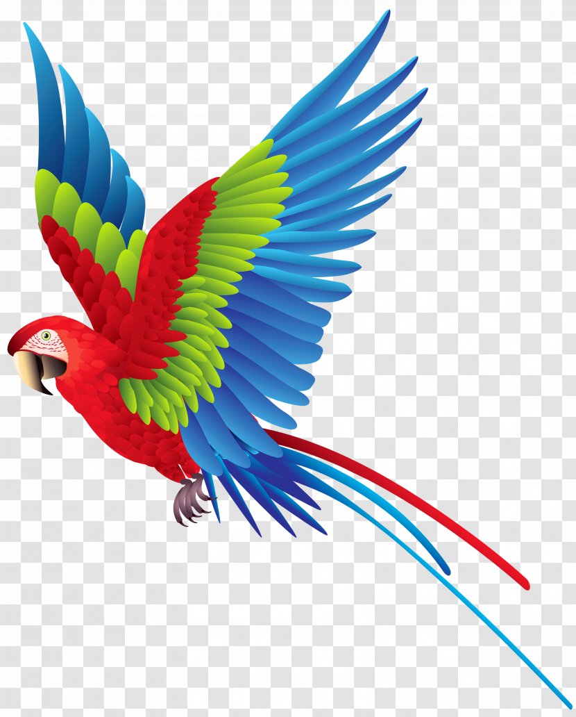 Palmitos Park The Parrot Place Bird Amazon True - Senegal - Image Transparent PNG