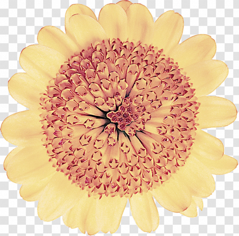 Gerbera Flower Yellow Petal Cut Flowers Transparent PNG