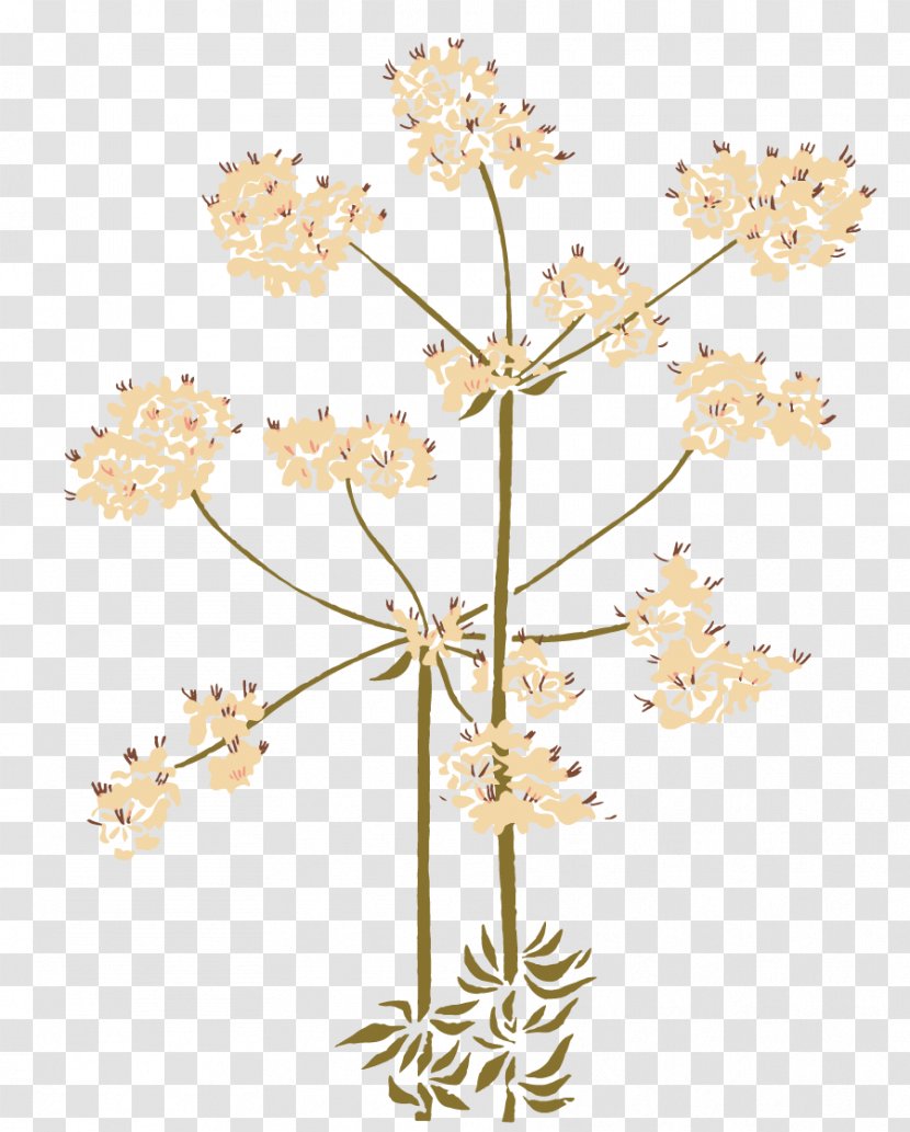 Native Plant 11th Annual Indian Film Festival Of Los Angeles Flower Garden - Australian Flowers Transparent PNG