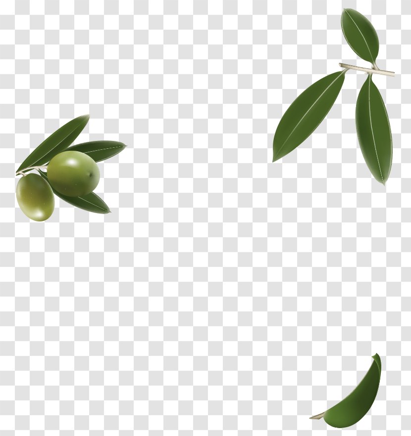 Olive Leaf Plant Stem Herbalism Oil Transparent PNG