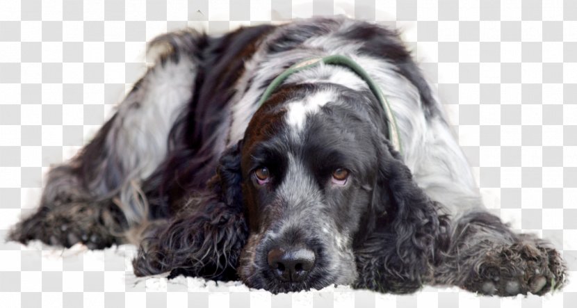 Field Spaniel American Cocker English Water Sussex - Crossbreed Transparent PNG