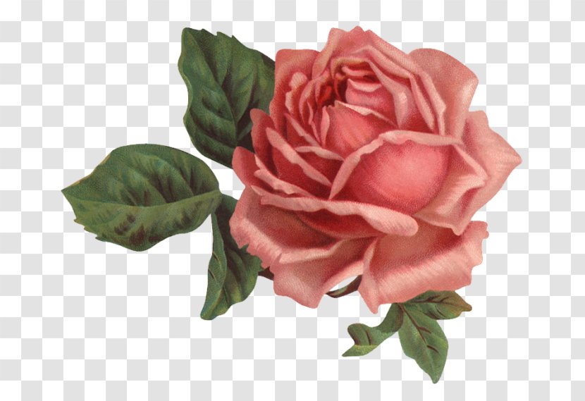 Paper Rose Pink Flowers - Flowering Plant Transparent PNG