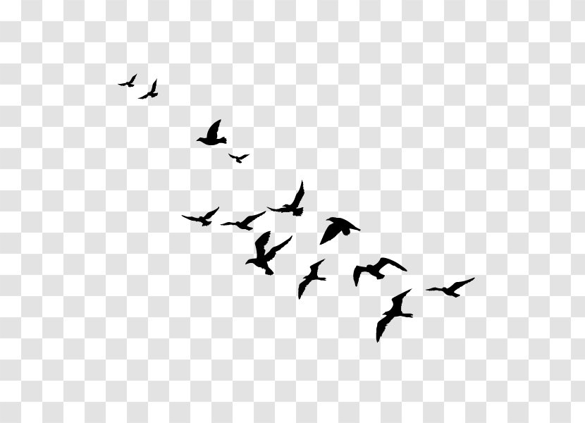 Bird Migration Water Goose Cygnini - Black Transparent PNG
