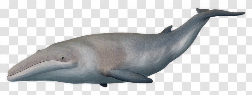 Tucuxi Common Bottlenose Dolphin Cetotherium Cetotheriidae Cetaceans - Grey Whale Transparent PNG