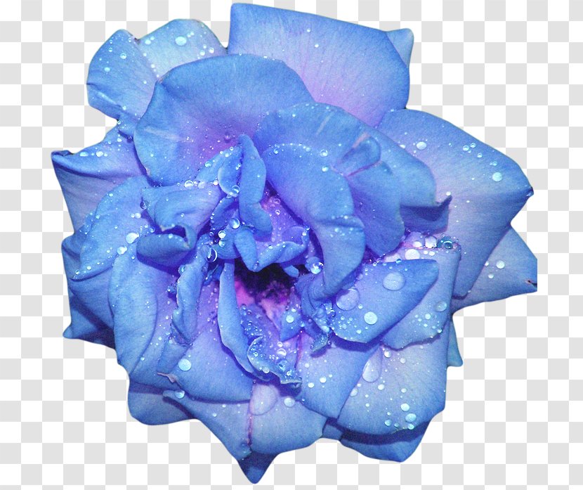 Blue Rose Flower - Order Transparent PNG