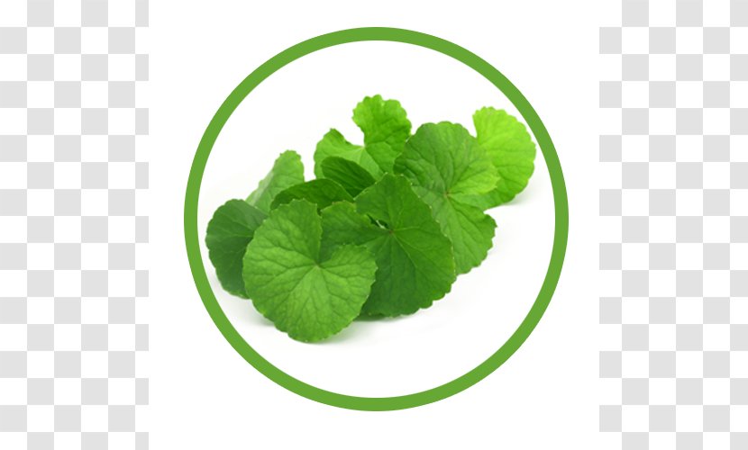 Centella Asiatica Herb Dietary Supplement Food Waterhyssop - Silhouette - Frame Transparent PNG