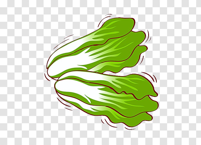 Raw Foodism Chinese Cabbage Vegetable Illustration - Leaf Transparent PNG