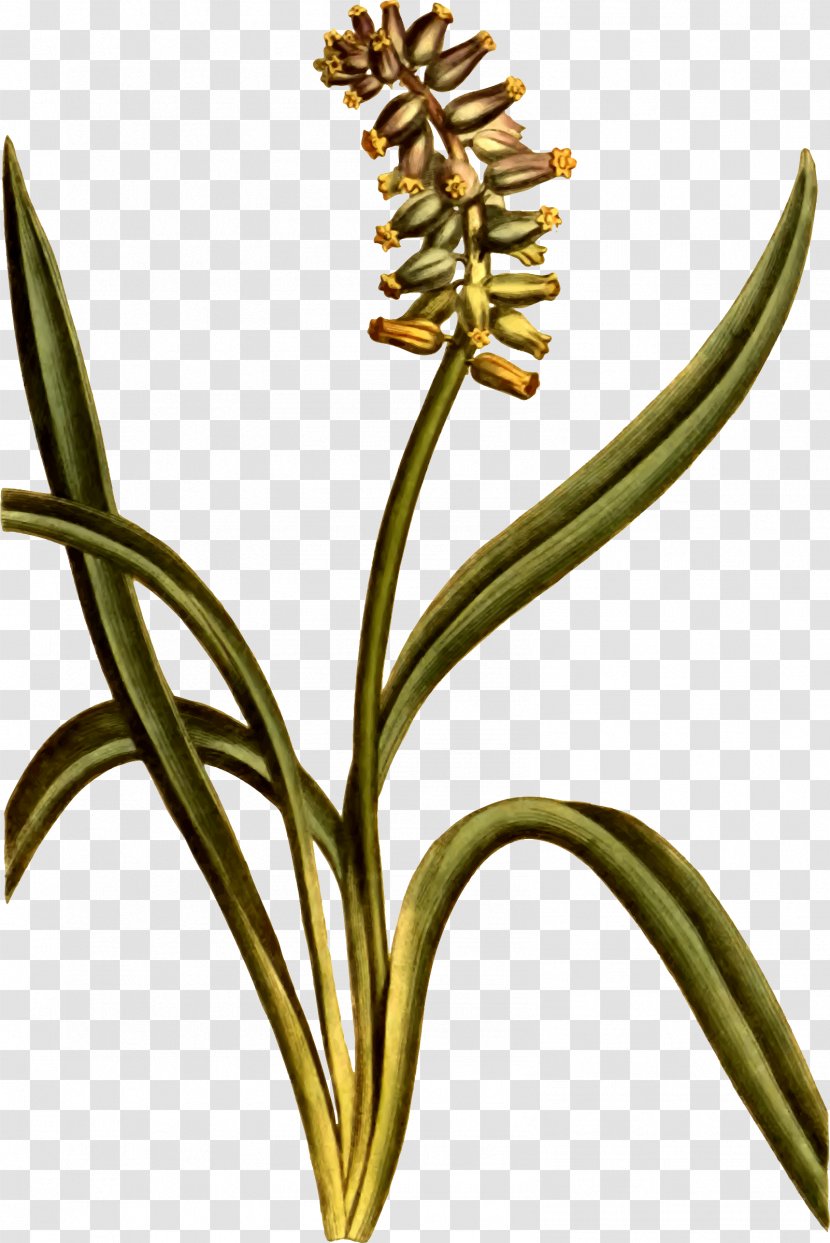 Musk Deer Cut Flowers Plant Stem - Hyacinth Transparent PNG