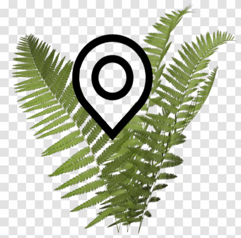 DeviantArt Rendering Clip Art - Fern Transparent PNG