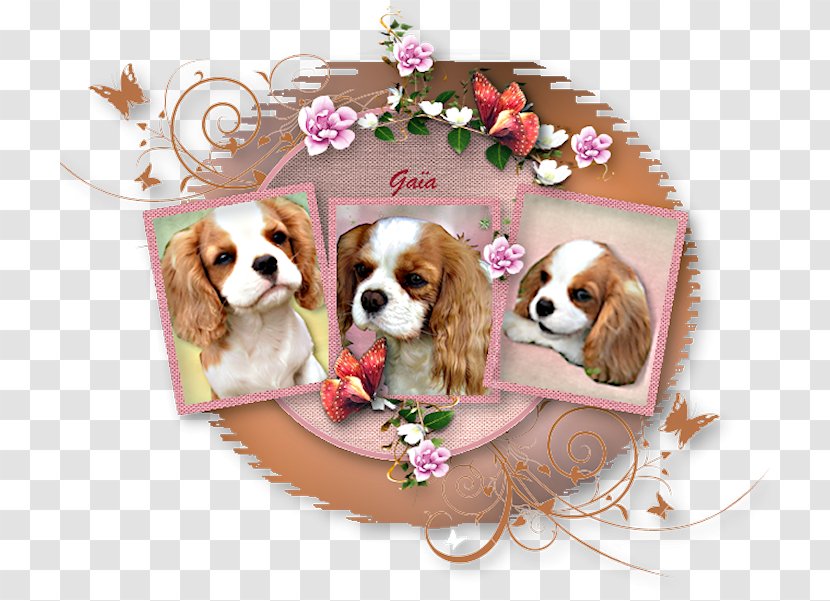 Cavalier King Charles Spaniel Puppy Dog Breed Companion - Snout Transparent PNG