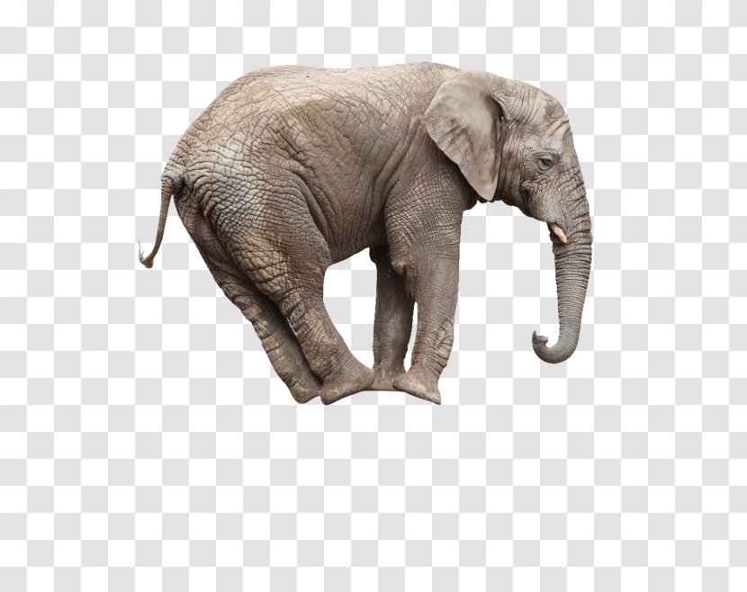 African Bush Elephant Whats Math Got To Do With It? Stock Photography Circus - Elephants And Mammoths - An Transparent PNG