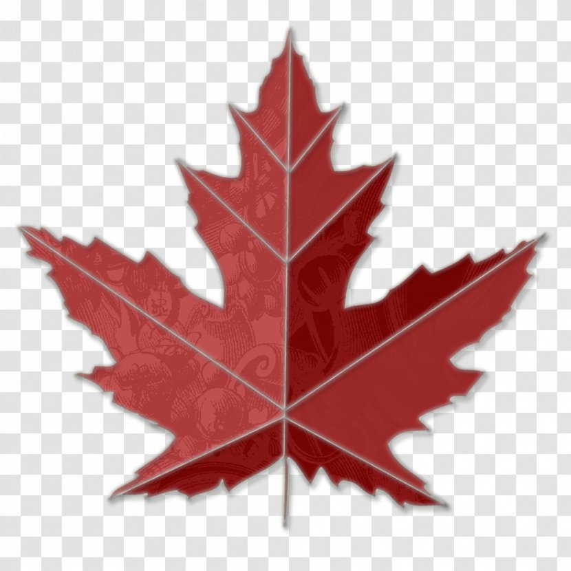 Canada Sugar Maple Toronto Leafs Clip Art - Tree - Leaf Image Transparent PNG