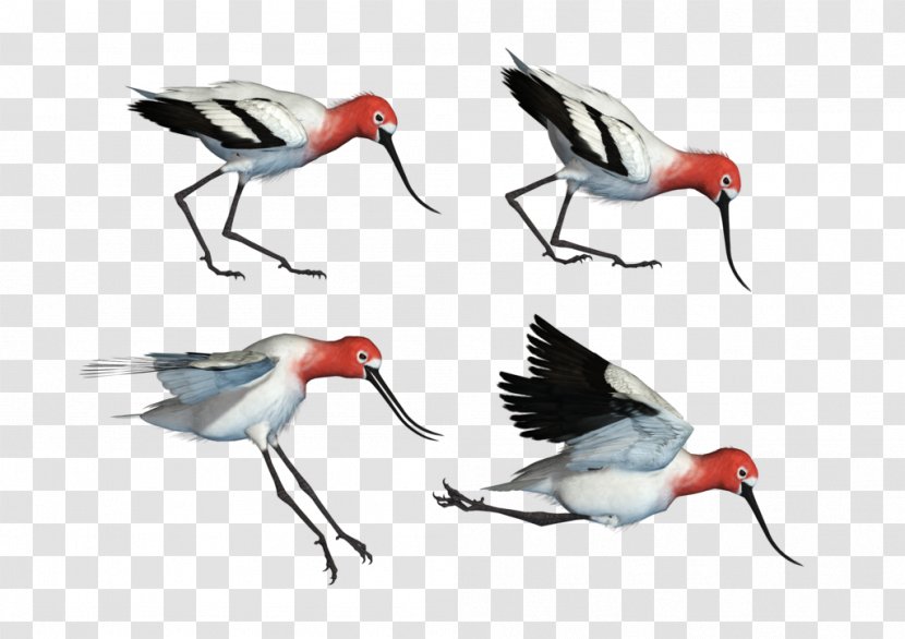 Bird Wader Art Beak Ibis - Crane Like - Macaw Transparent PNG