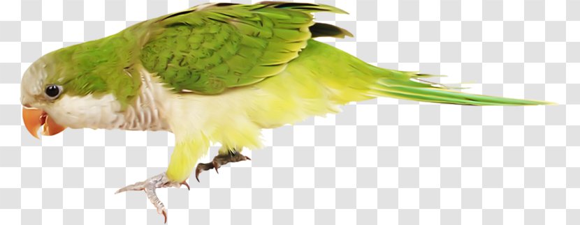 Budgerigar Parakeet Macaw - Pet - Bird Transparent PNG