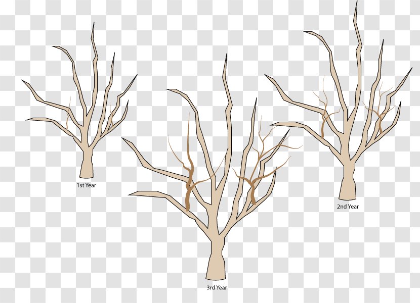 Tree Branch Woody Plant Apples Pruning - Fruit - Trees Transparent PNG