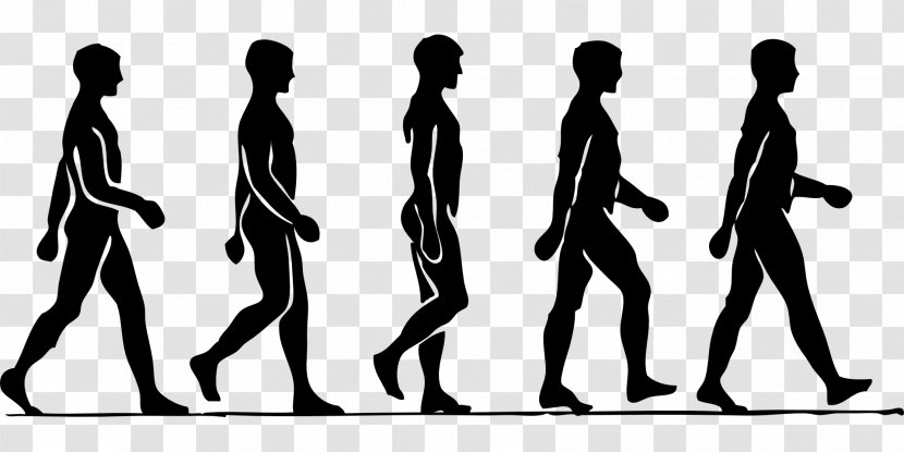 Walking Asento Neutral Spine Physical Exercise Therapy - Human Body Transparent PNG