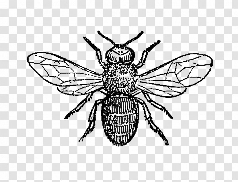 Honey Bee Insect Clip Art Drone - Arthropod Transparent PNG