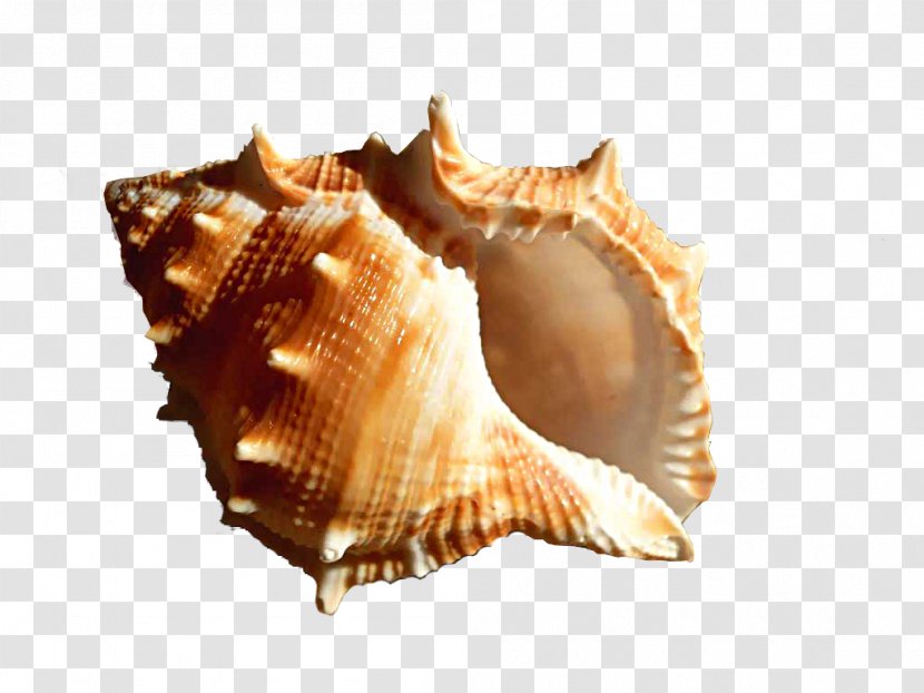Conch Clip Art - Seashell - Creative Brown Transparent PNG
