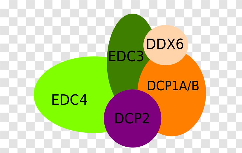 Decapping Complex DCP1A DCP2 Messenger RNA Logo - Rna - Pathways 2 Reading Writing Thinking Transparent PNG