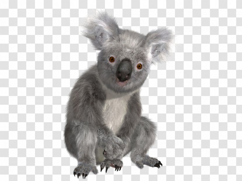 Koala Australia Sloth Clip Art Transparent PNG