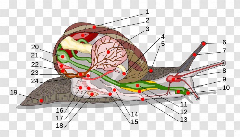 Land Snail Gastropods Anatomy Radula - Tree - Snails Transparent PNG
